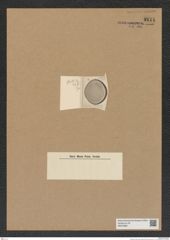 Diatomeae indet. Zeichnungen Sammlung Grunow Nr. 9114 (NHMW-BOT-W0378881)